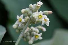 Solanum verbascifolium